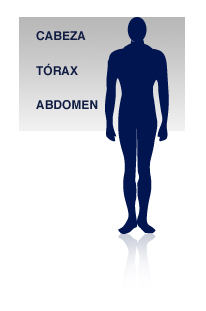 T&oacute;rax y Abdomen